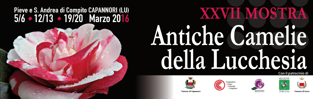 XXVII Mostra delle Antiche Camelie della Lucchesia